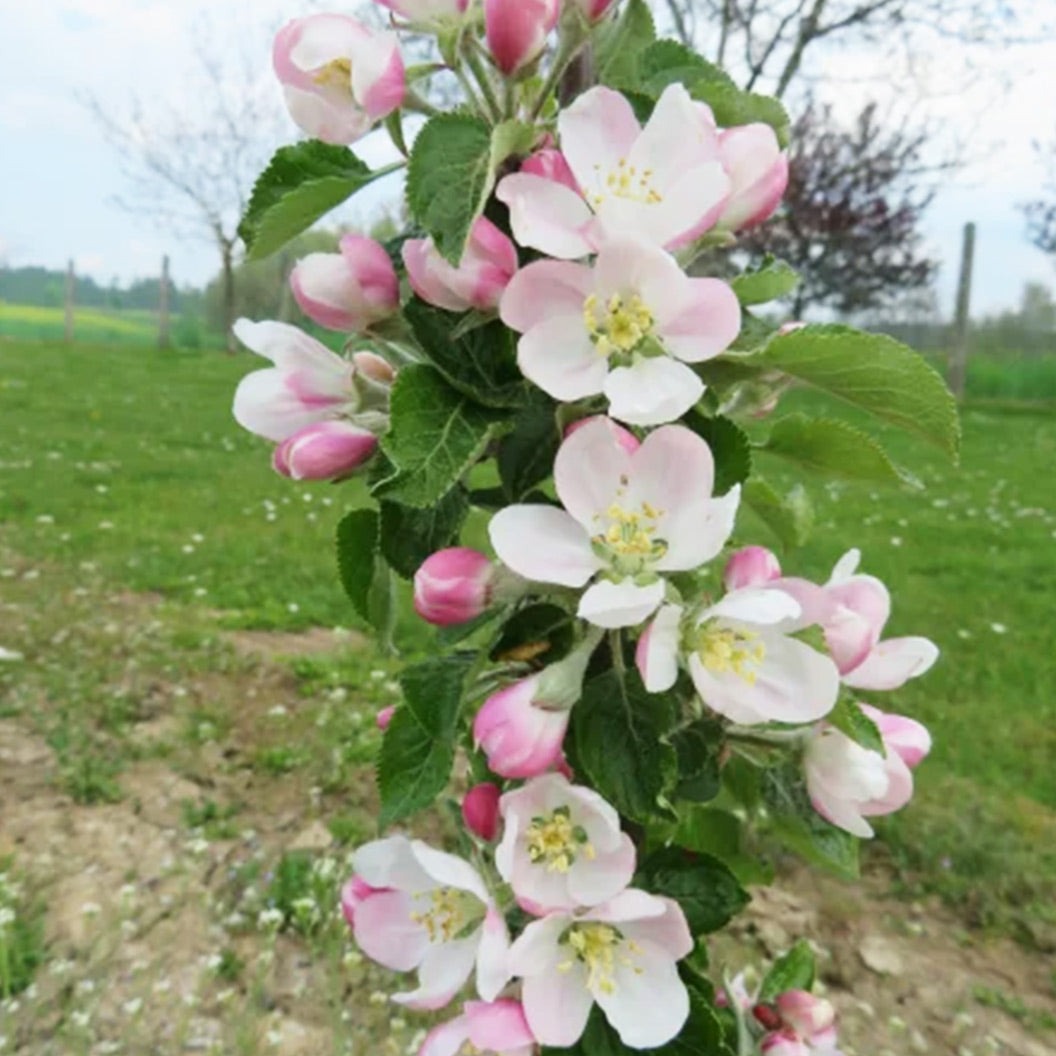 Fruit Snacks® Sweet TreatTM Columnar Apple Tree