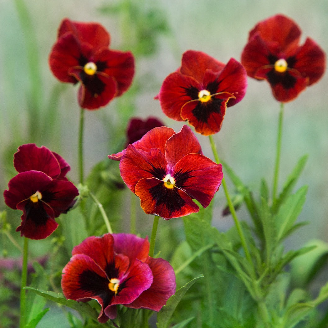 DeltaTM Pro Red with Blotch Pansy Plant