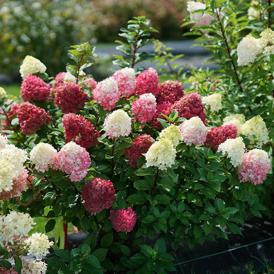 Proven Winners® Little Lime Punch® Panicle Hydrangea