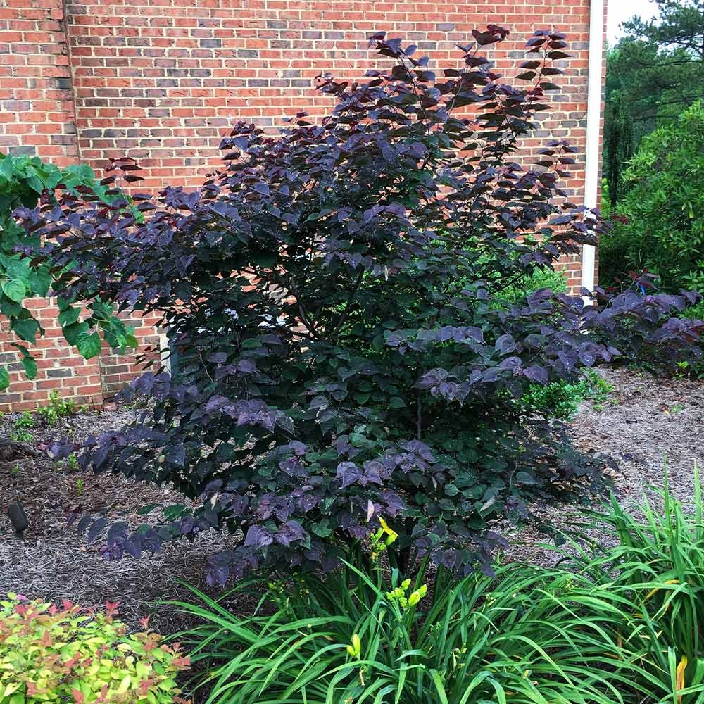 Garden Gems® Amethyst Redbud Tree
