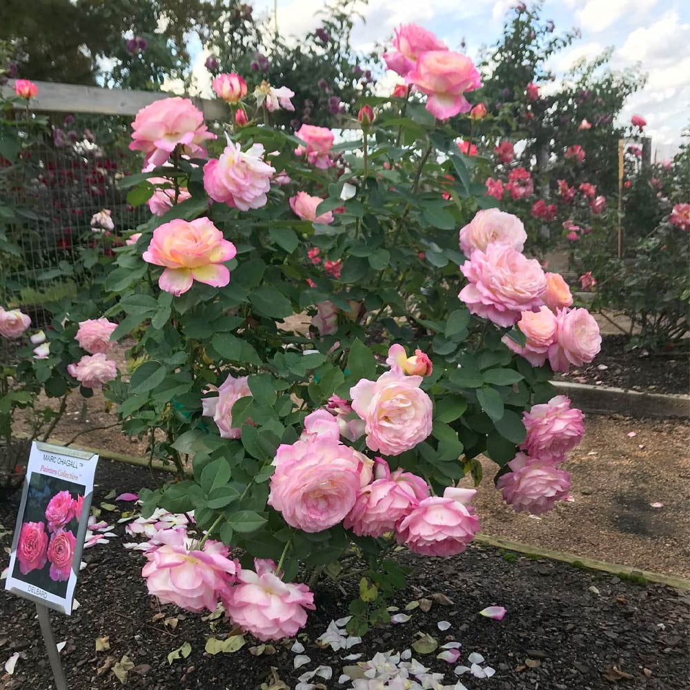 Marc ChagallTM Rose