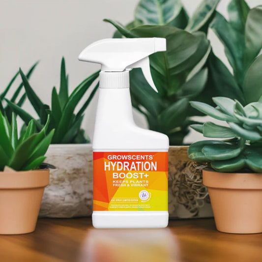 Hydration Boost +
