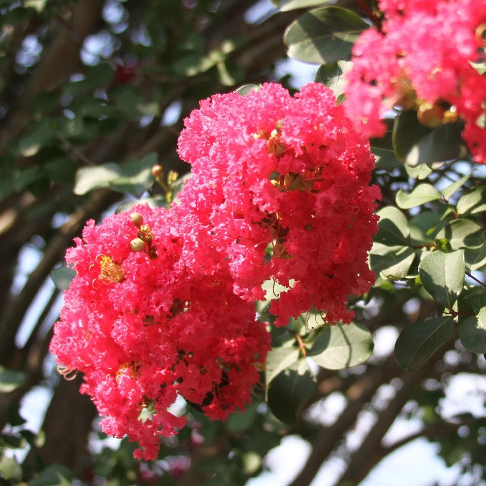 Tuscarora Crape Myrtle Tree