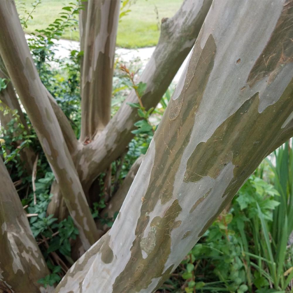 Black Diamond® Best RedTM Crape Myrtle Tree