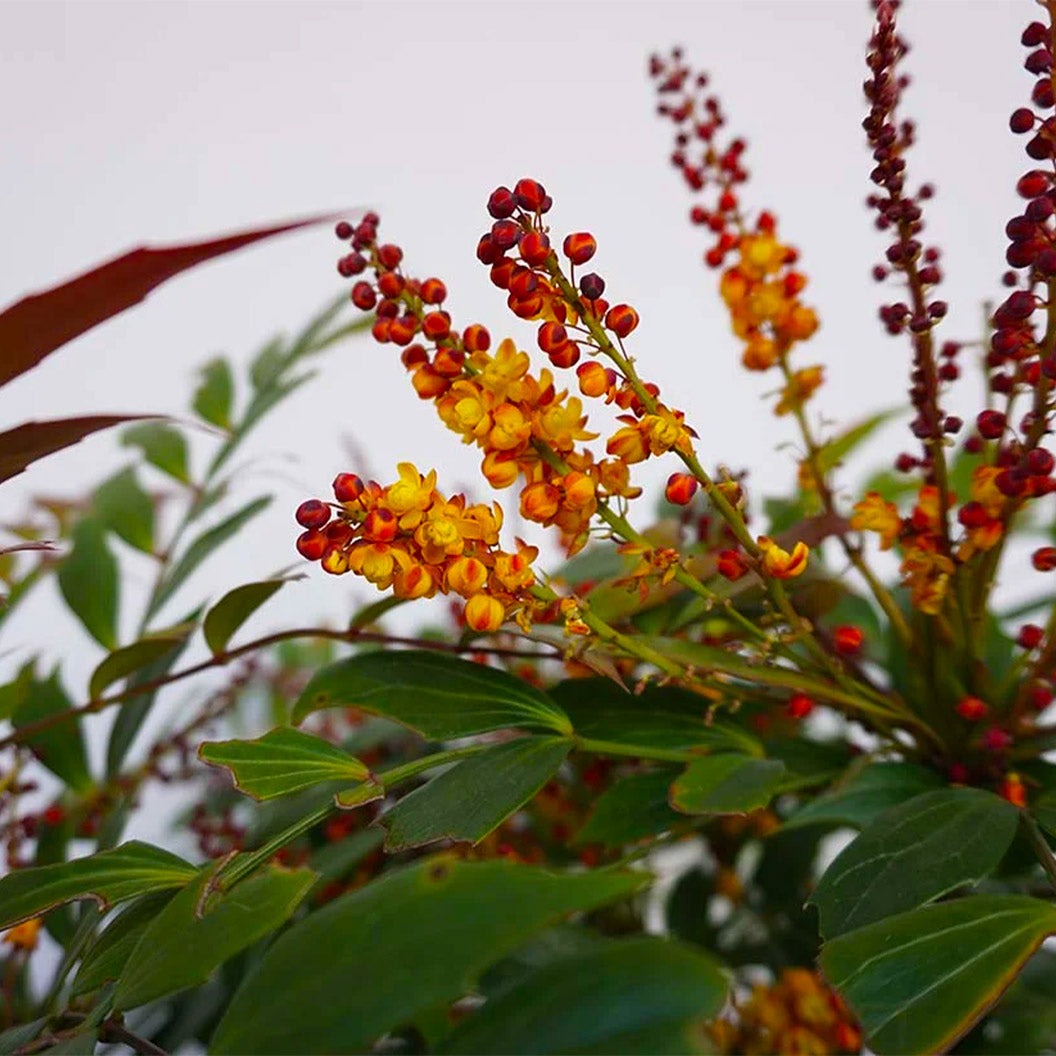 Groovy GlowTM Mahonia Shrub