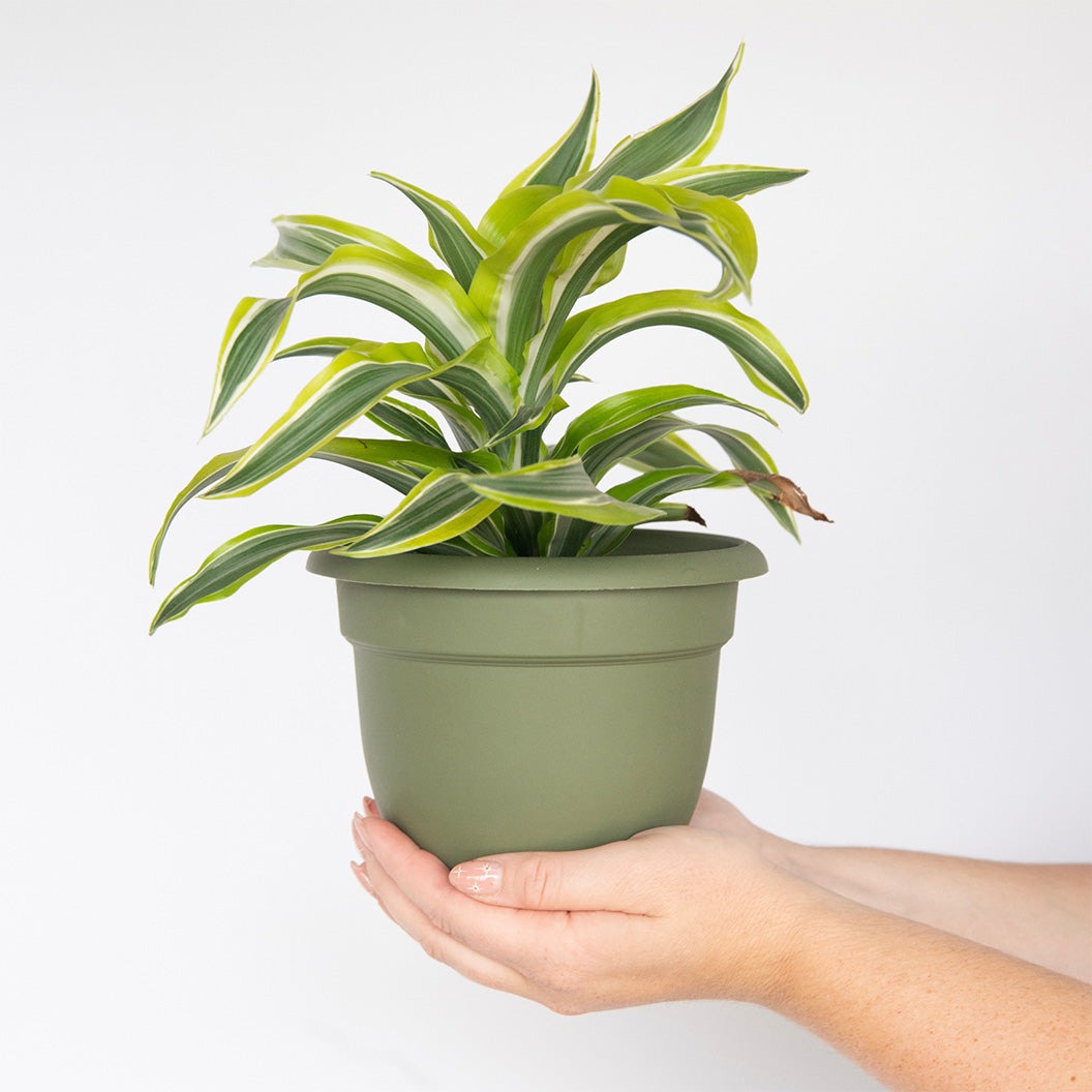 Bloem Ariana Self-Watering Planter in Living Green