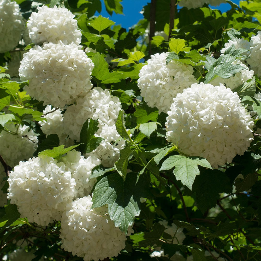 Eastern Snowball Bush