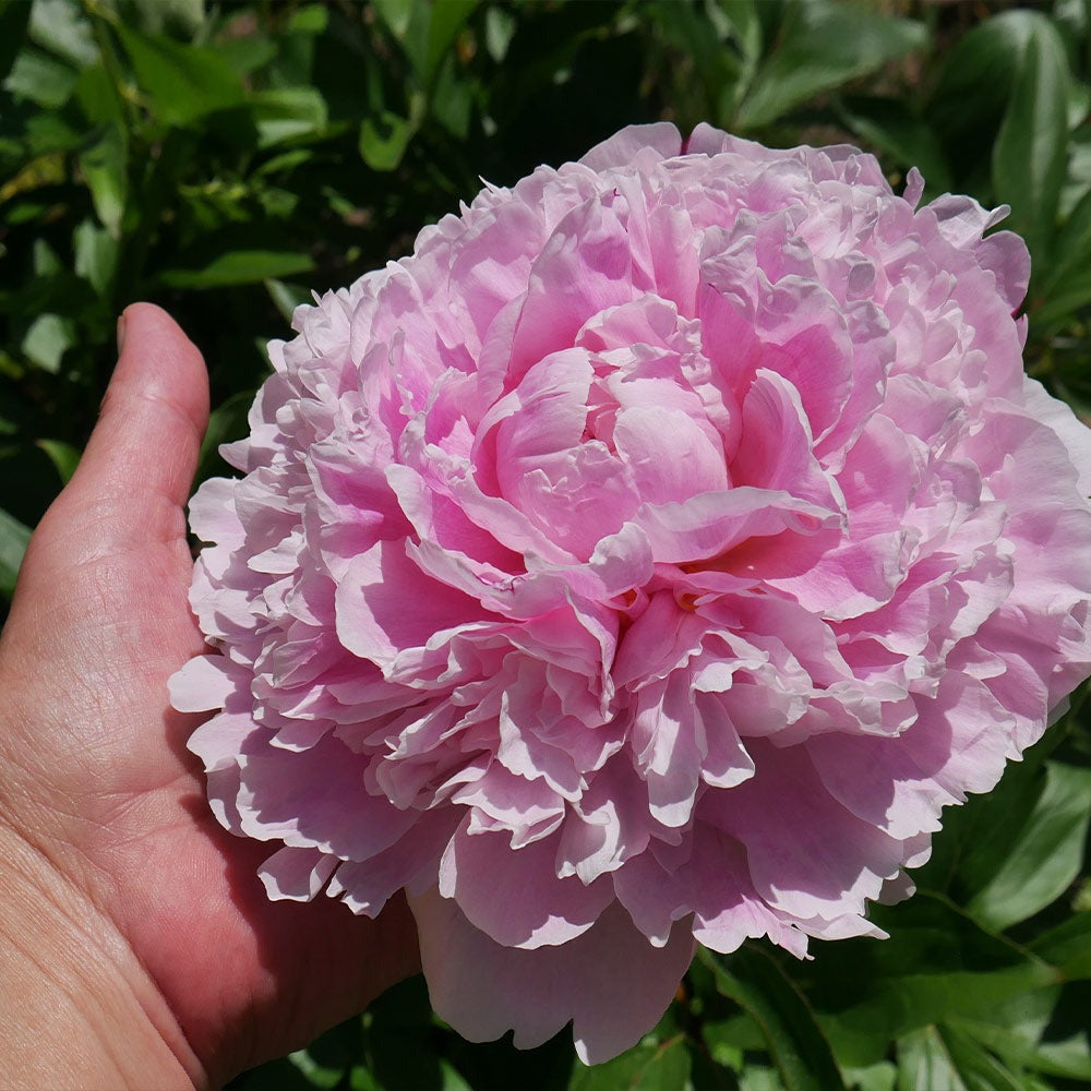 Sarah Bernhardt Peony