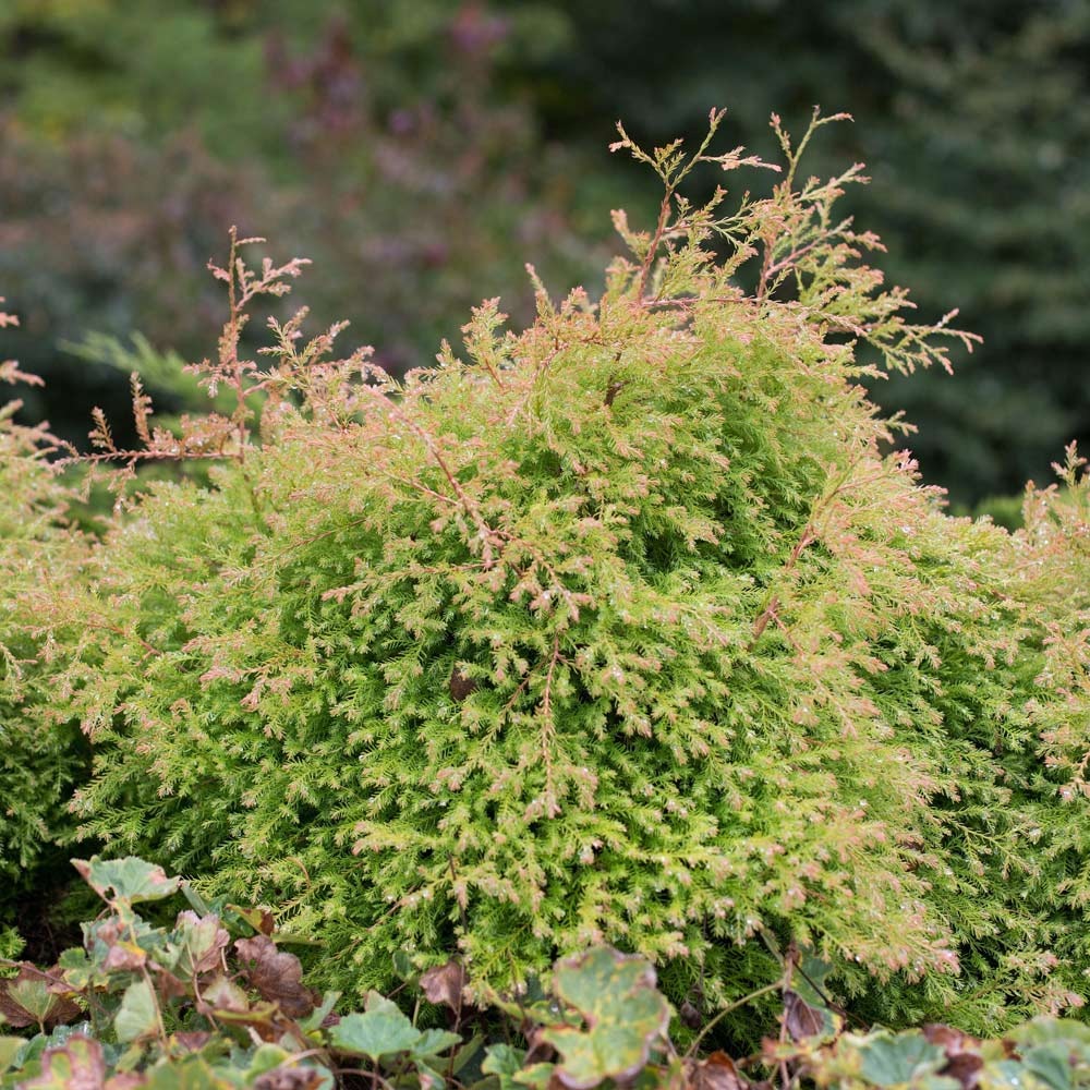 Southern Living® Fire ChiefTM Thuja Shrub