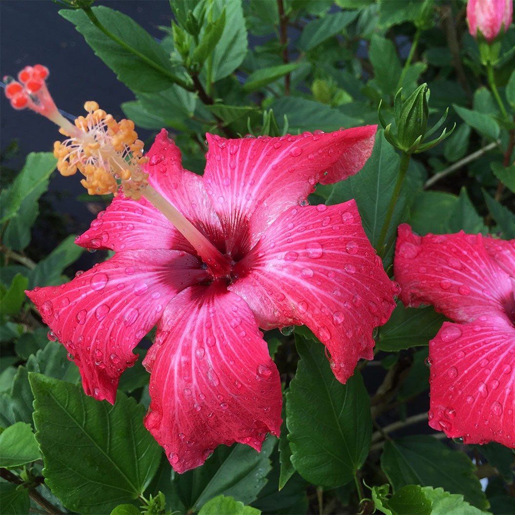 Painted Lady Tropical Hibiscus Tree