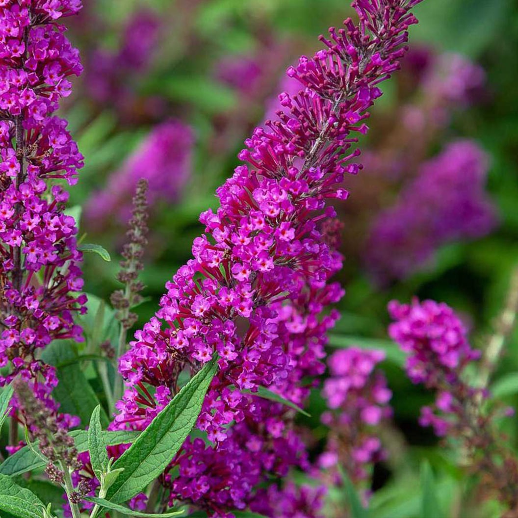 Southern Living® Magenta Butterfly TowersTM Butterfly Bush