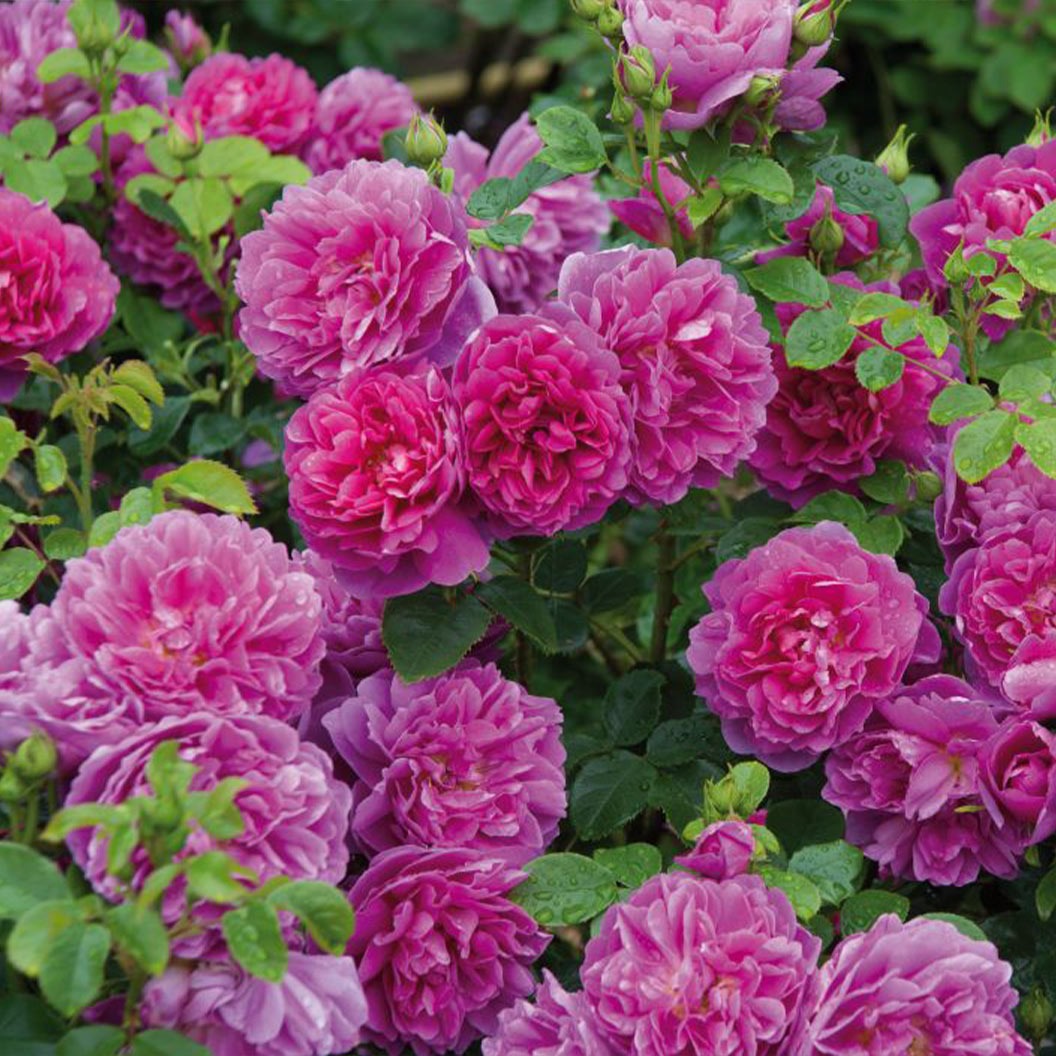 David Austin® Princess AnneTM Rose Shrub