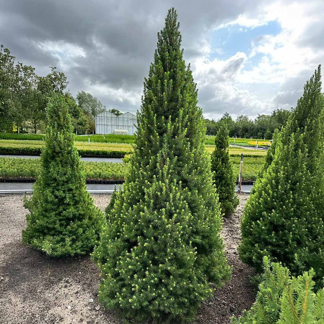 Spruce It UpTM Dwarf Alberta Spruce Tree