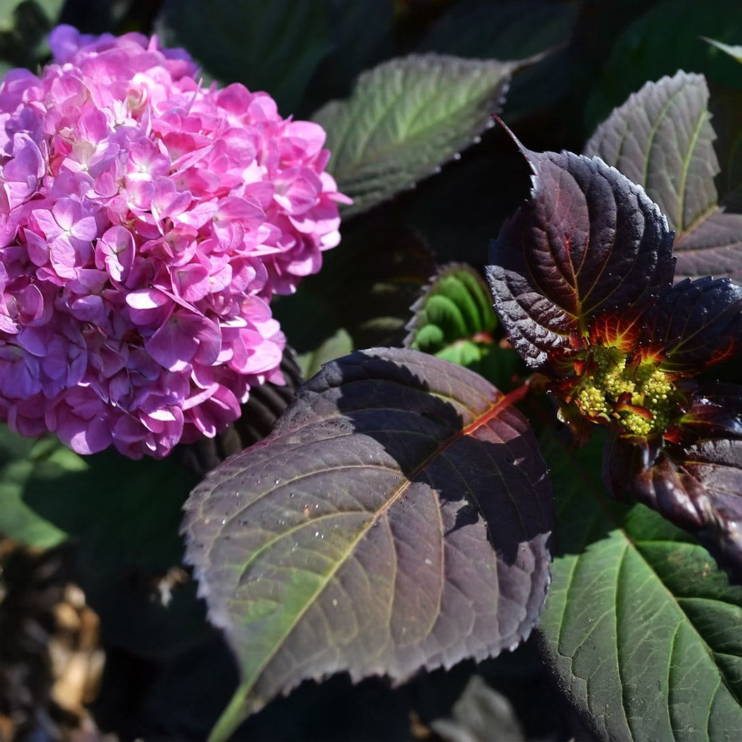 Garden District Midnight RiderTM Hydrangea Bush