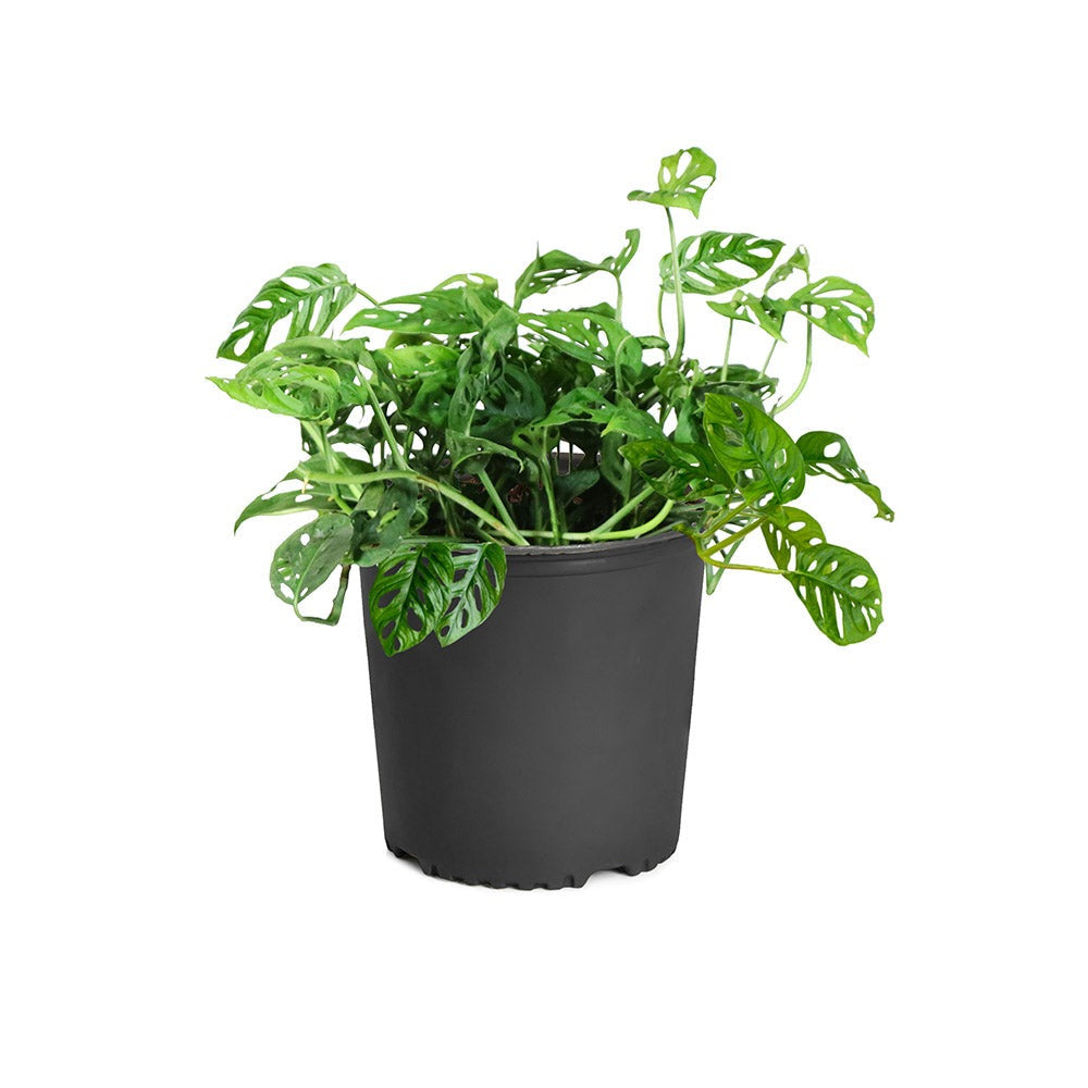 Monstera Adansonii