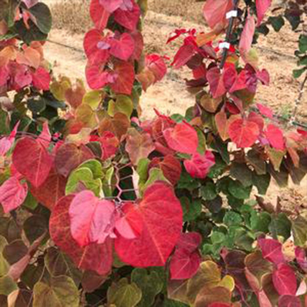 Hearts A'FireTM Redbud Tree