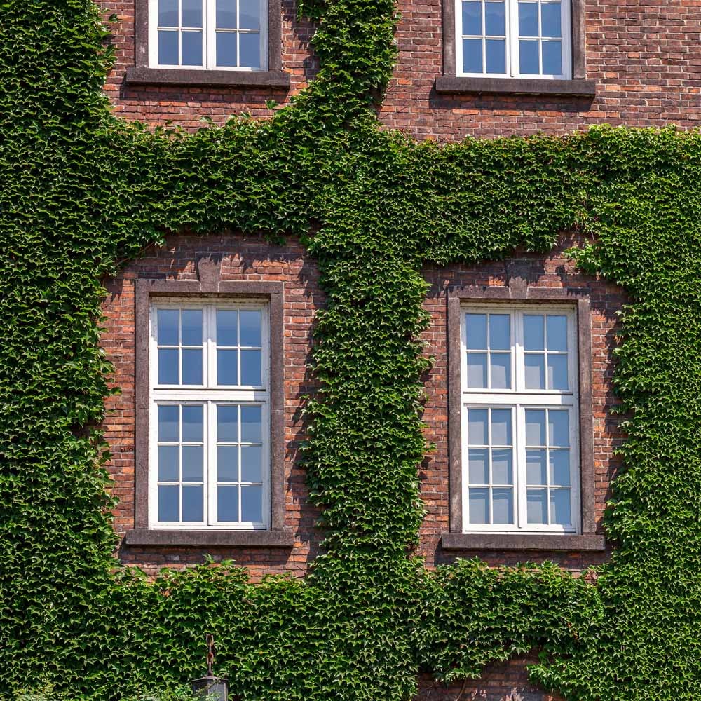 English Ivy Vine