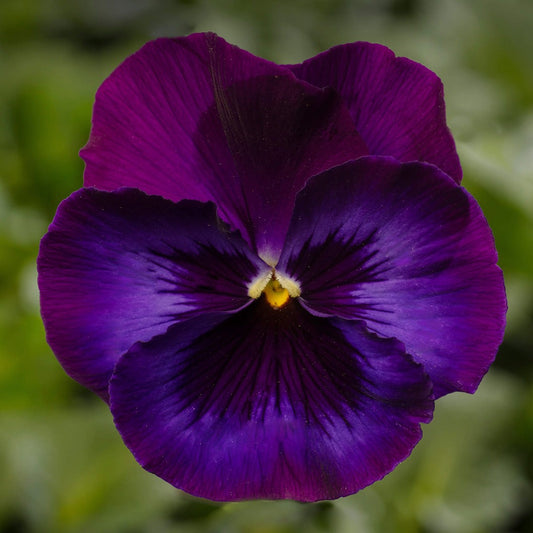 DeltaTM Pro Neon Violet Pansy Plant