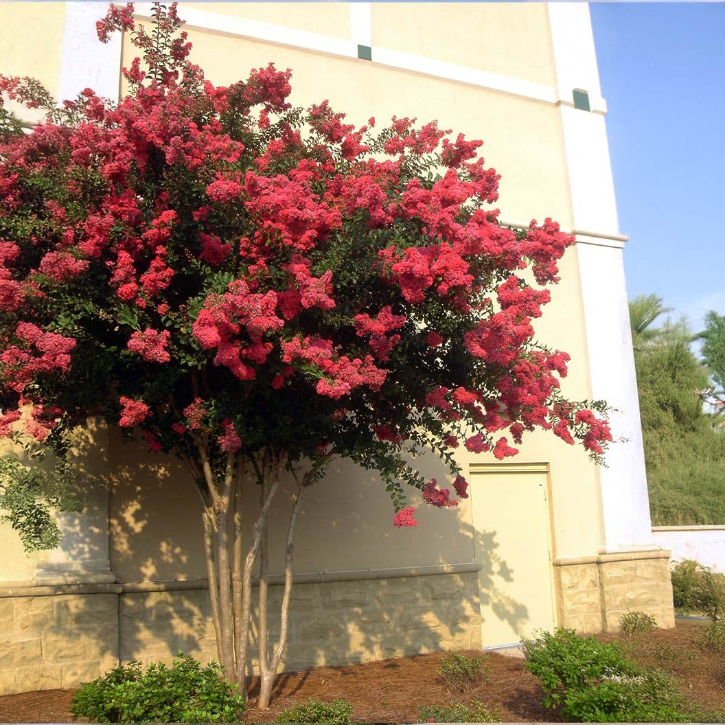 ColoramaTM Coral Crape Myrtle Tree