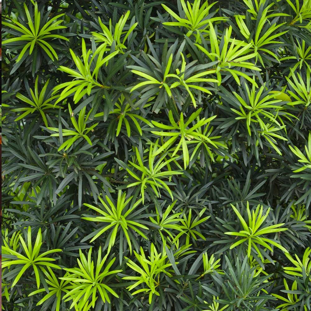 Podocarpus Tree