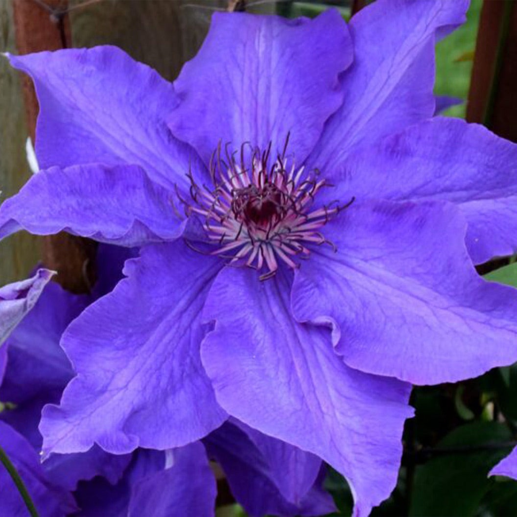 Clematis VancouverTM Purple Tide Vine