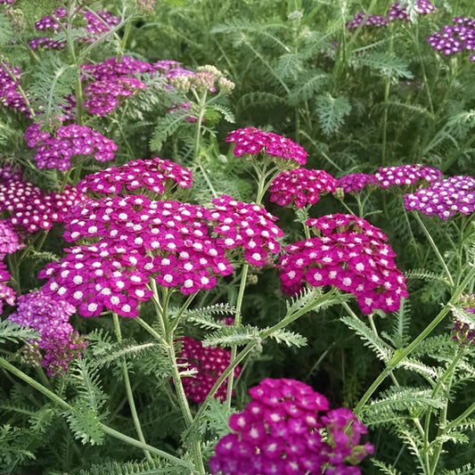 New VintageTM Violet Yarrow
