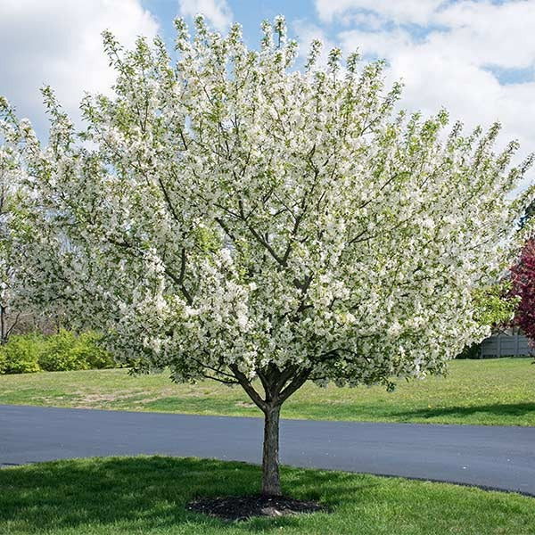 Proven Winners® Sweet Sugar Tyme® Crabapple