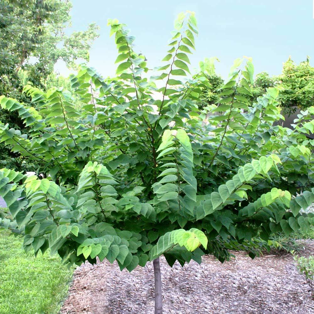 Ace of Hearts Redbud Tree