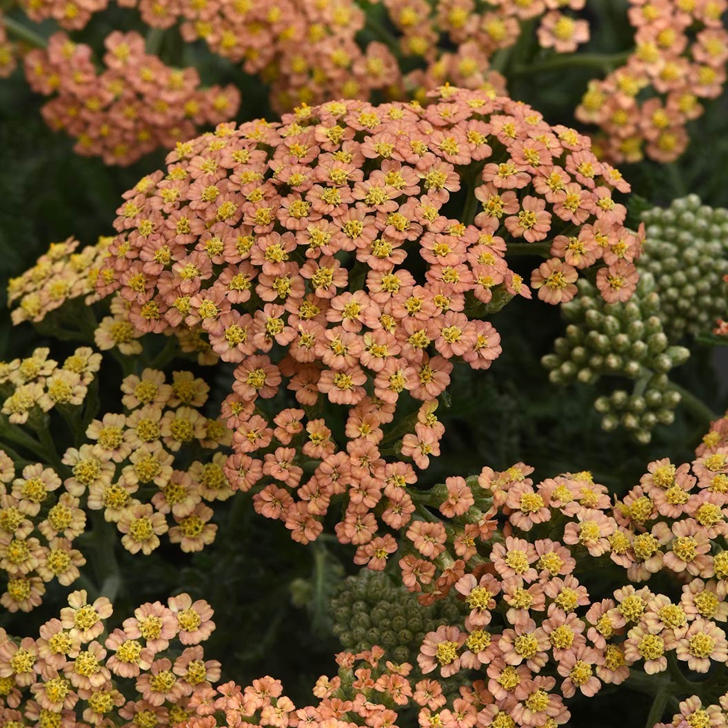 New VintageTM Terracotta Yarrow Plant