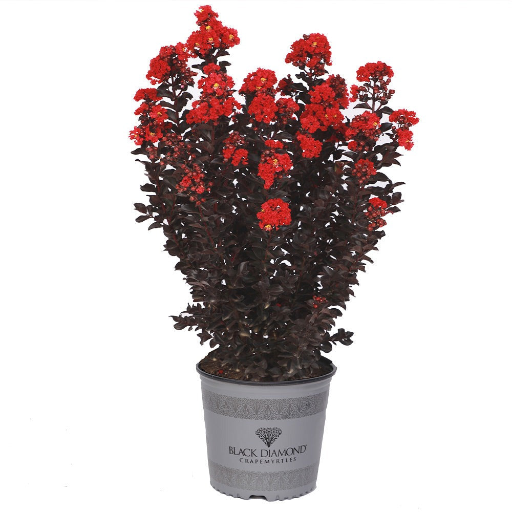 Black Diamond® Radiant Red Crape Myrtle
