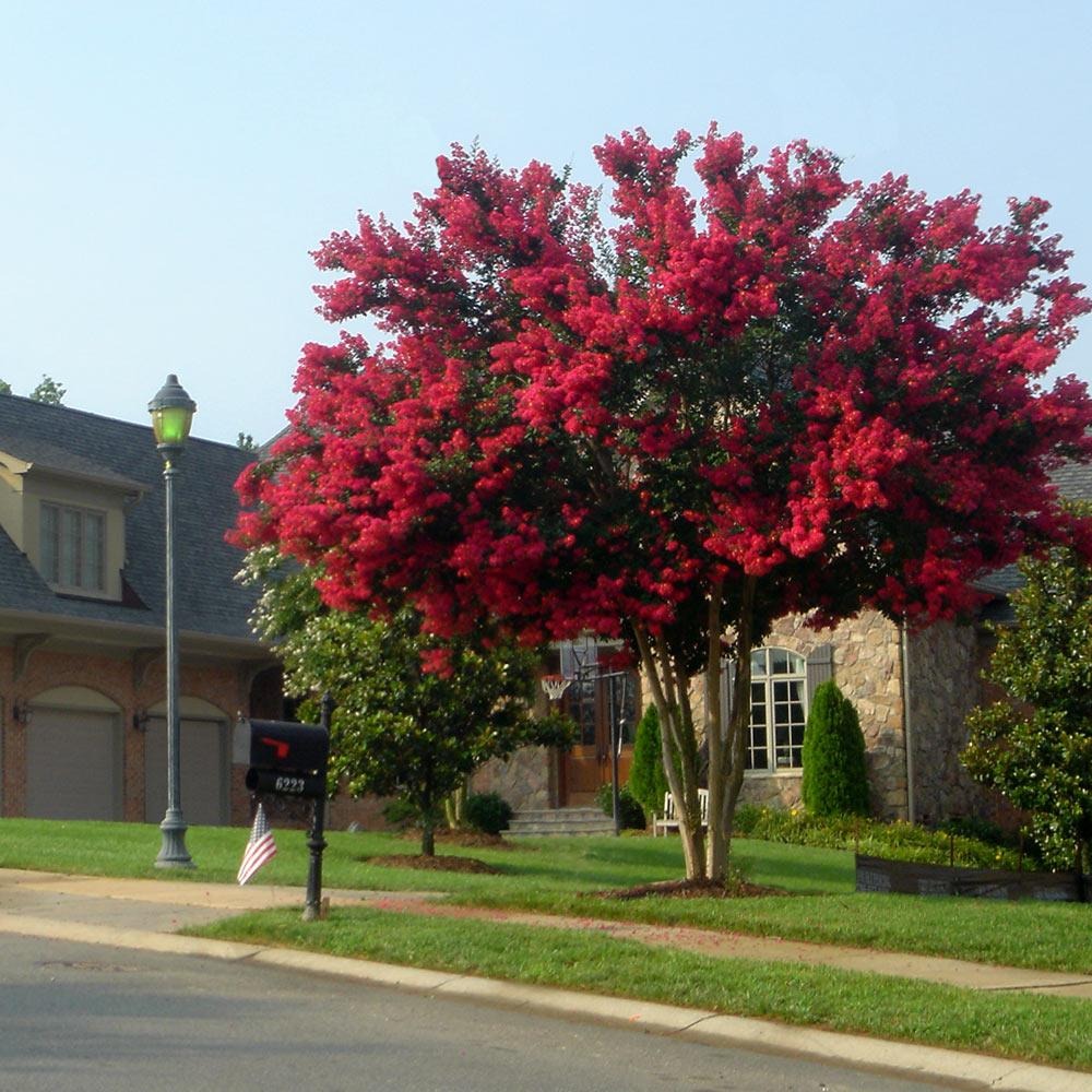 Dynamite Crape Myrtle