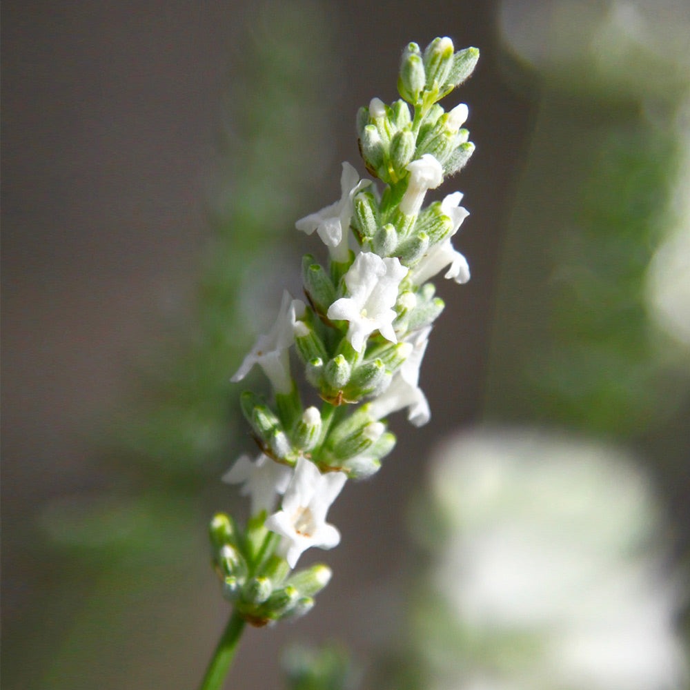 ExceptionalTM Lavender Plant