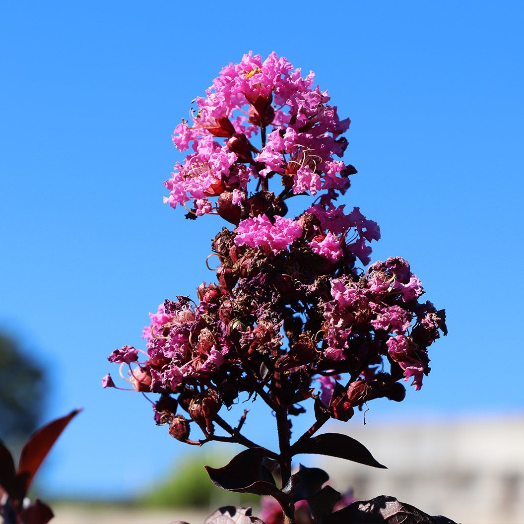 ThunderstruckTM Lavender SkiesTM Crape Myrtle Tree