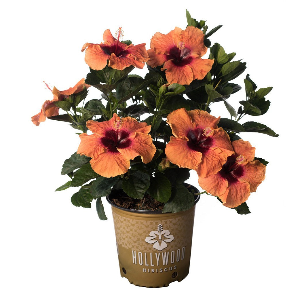 Disco DivaTM Hollywood® Hibiscus