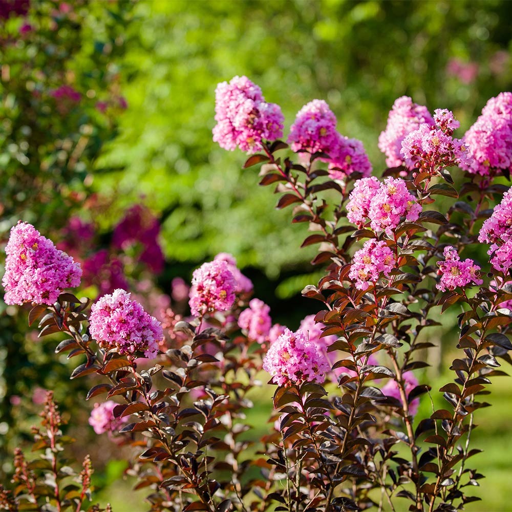 Black Diamond® Lavender LaceTM Crape Myrtle Tree