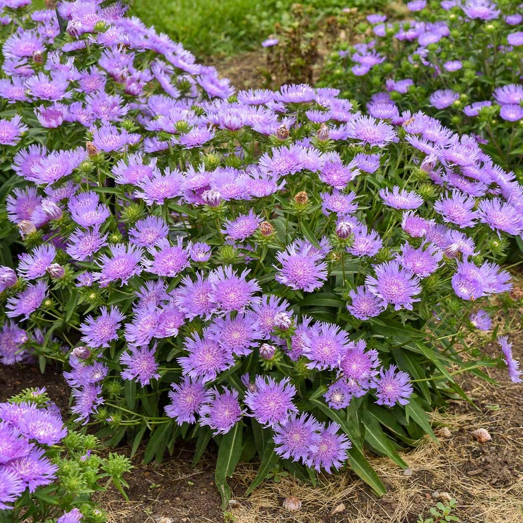 Totally StokedTM 'Riptide' Stoke's Aster Plant