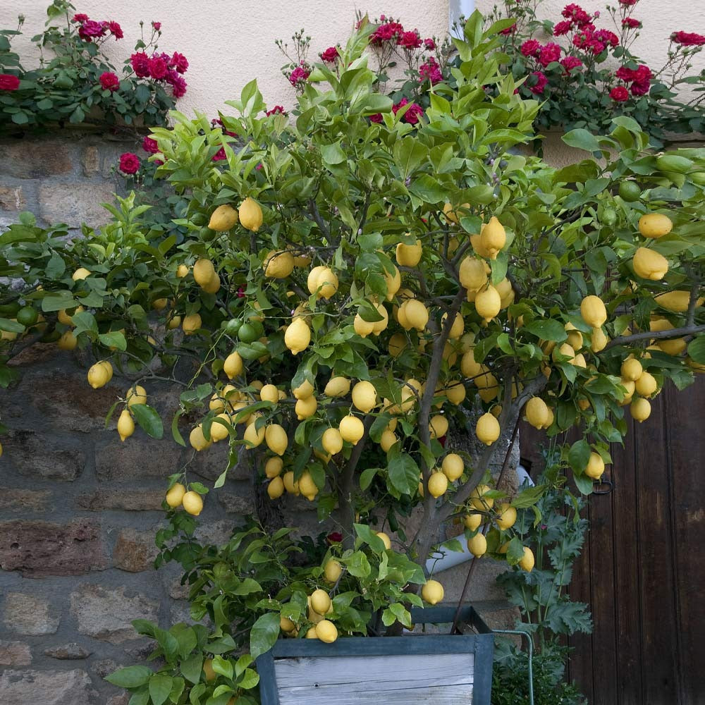 Eureka Lemon Tree