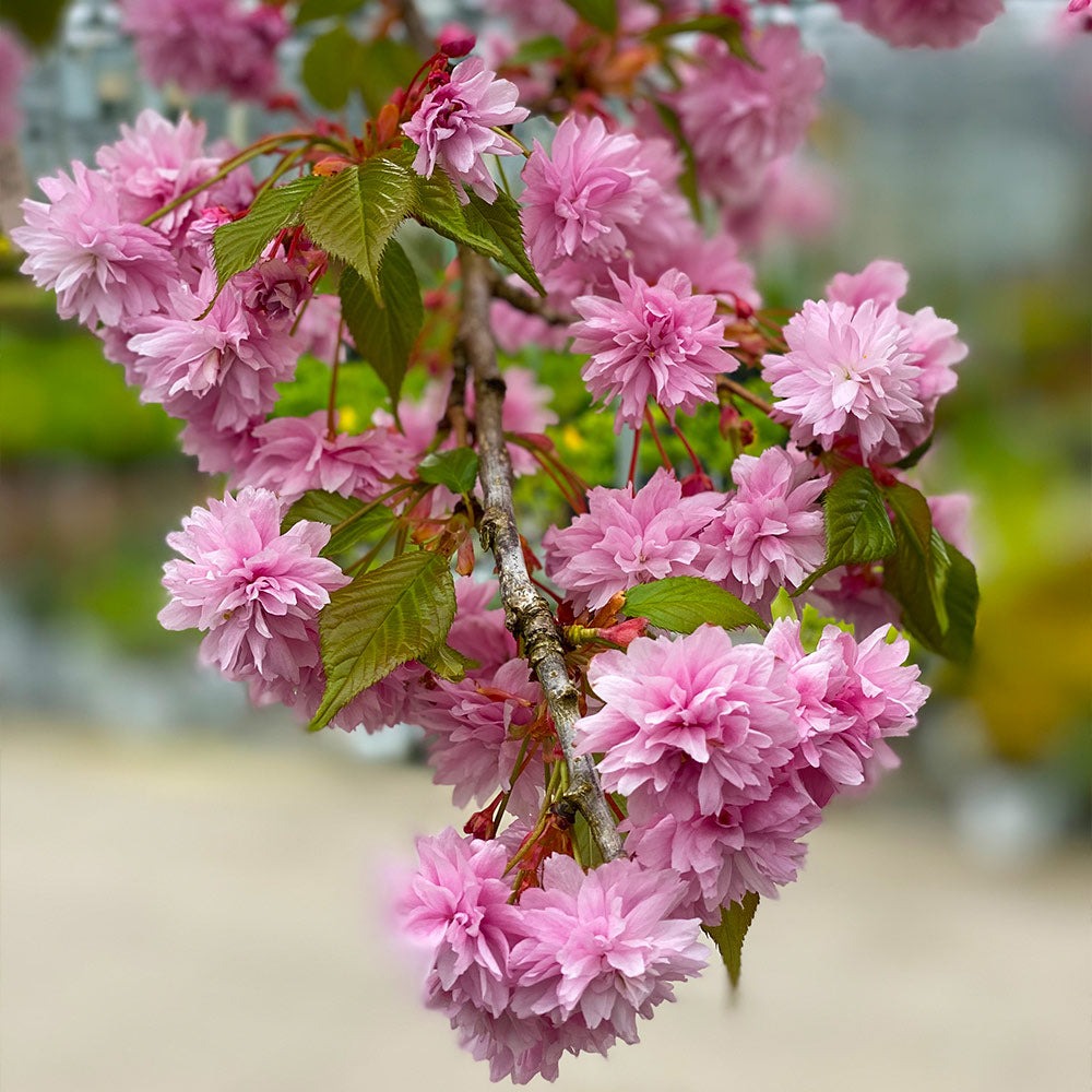 Proven Winners® Weeping ExtraordinaireTM Cherry Tree