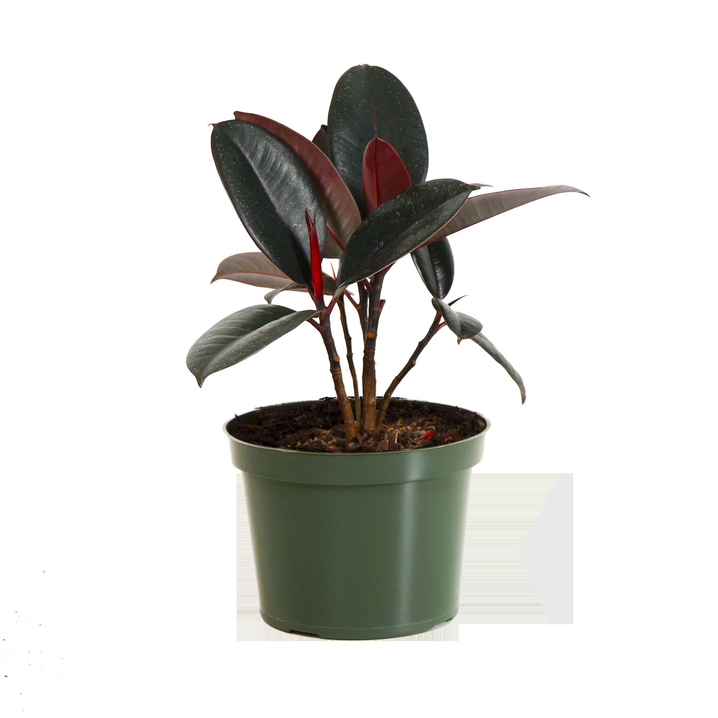 Rubber Plant (Ficus)