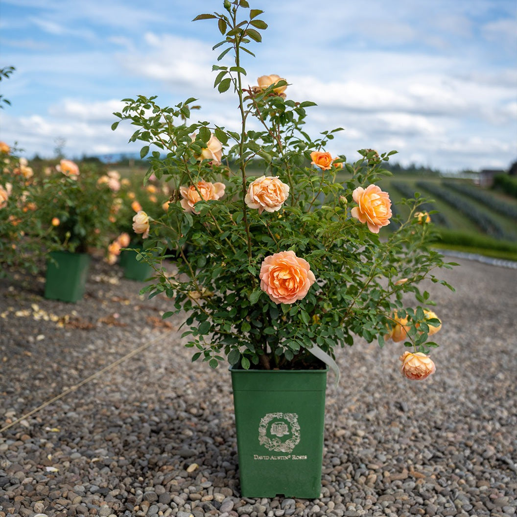 David Austin® Lady of ShalottTM Rose Shrub