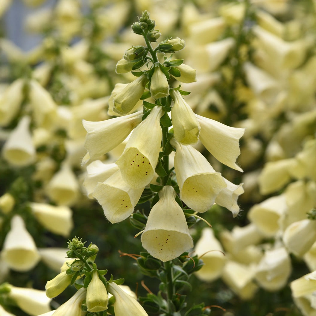 Arctic FoxTM Lemon Cream Foxglove