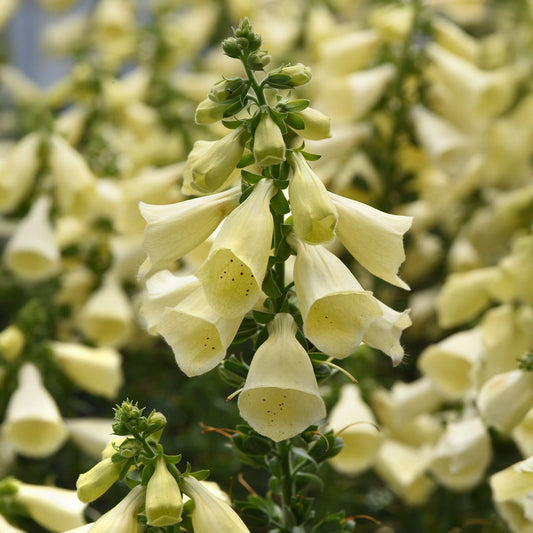 Arctic FoxTM Lemon Cream Foxglove