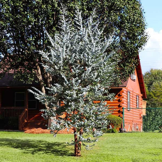 Silver Dollar Eucalyptus Tree