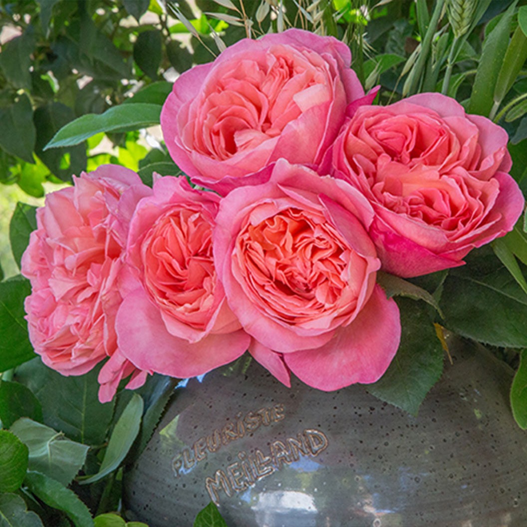Sweet Mademoiselle Rose