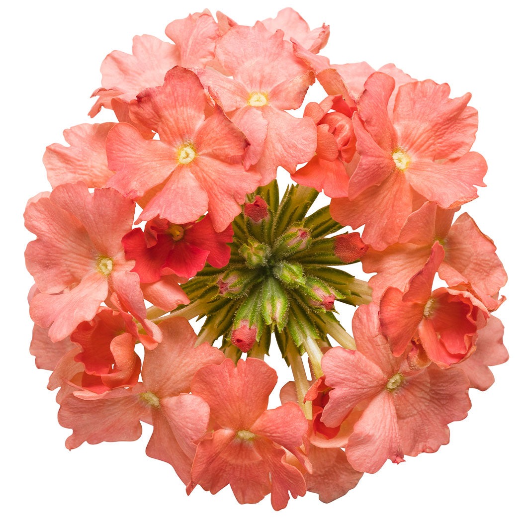 Proven Winners® Superbena Royale® Peachy Keen Verbena