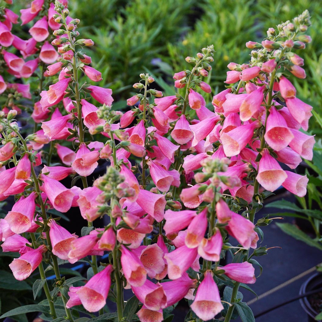 Digitalis Arctic FoxTM Rose Foxglove