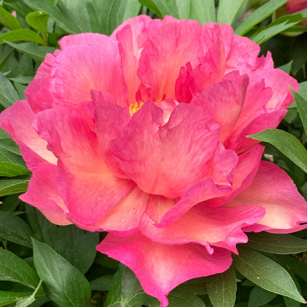 Garden Candy® Noa JolieTM Itoh Peony Plant