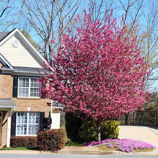 Southern Living® Profusion Crabapple Tree