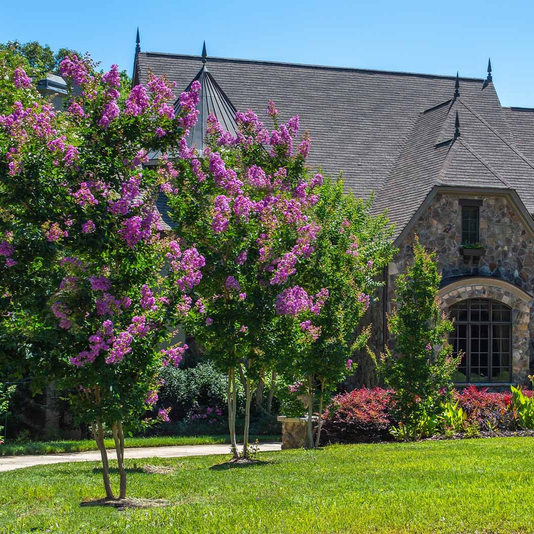 ColoramaTM Purple Crape Myrtle Tree