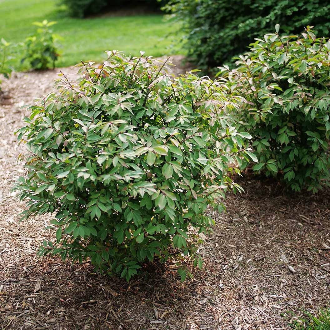 Proven Winners® Fire Ball SeedlessTM Burning Bush